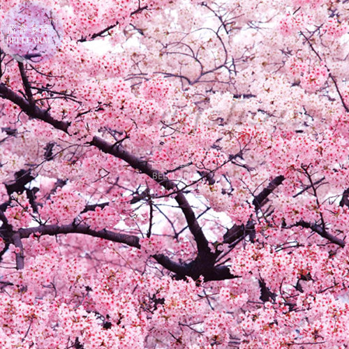 BELLFARM Japanese Pink Cherry Blossom Sakura Tree, 20 seeds, Oriental Sweet Prunus Flower Seeds E3752
