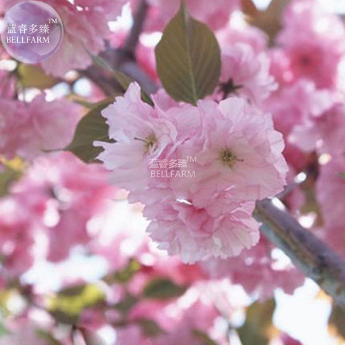 BELLFARM Japanese Pink Cherry Blossom Sakura Tree, 20 seeds, Oriental Sweet Prunus Flower Seeds E3752