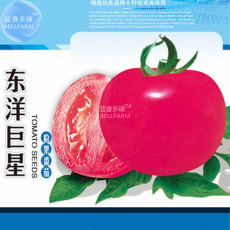 BELLFARM Tomato Giant Rose Pink Hybrid Fruit Seeds, 1000 Seeds, Original pack, tasty high yield indeterminate plant E4277