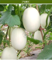 Sweet Melon Hybrid Oval Fruit Seeds, 200 seeds, original pack, white skin light green inside crisp tasty 17% sugar