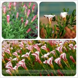 Rare Oxalis Versicolor Candy Cane Sorrel Seeds, Professional Pack, 100 Seeds / Pack, World's Rare Flowers For Garden Home Plants