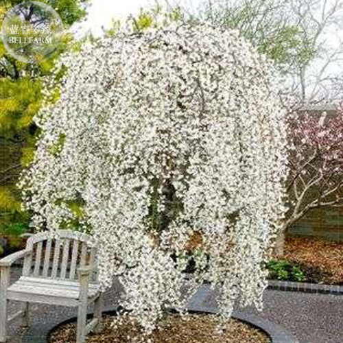 BELLFARM 20+ Snow Fountain Weeping Cherry Tree Seeds, Professional Pack, home garden dwarf tree drought tolerant hardy BD003H
