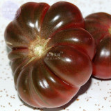 BELLFARM Bonsai Tomato Giant 36 Types of Vegetable Fruits, 100 seeds/pack, professional pack, black white blue purple red pink