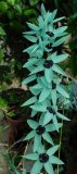 BELLFARM Ixia Viridiflora Imported Seed, only one seed, professional pack, blue perennial flowers with black centre