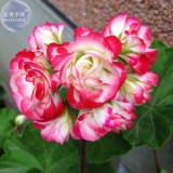 BELLFARM Geranium White Red Ball Type Flower Seeds, 10 Seeds, big blooms pelargonium hortorum home bonsai garden plant BD145H