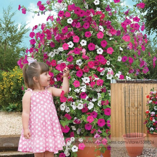 Rare Red Pink White Climbing Petunia Flower Seeds, Professional Pack, 200 Seeds / Pack, Very Beautiful Hardy Flowers #TS031