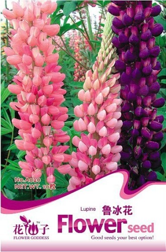 MIXED RUSSELL LUPINE Lupinus Polyphyllus Flower Seeds, Heirloom Dull Ice Flower