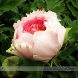 Heirloom Light Pink Rose Red Tree Peony 'Qiu Ball' Flower Seeds, Professional Pack, 5 Seeds / Pack, Strong Fragrant Flower