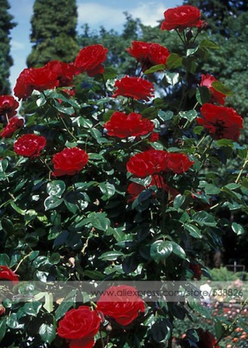 1 Professional Pack, 50 seeds / pack, New Dark Red Climbing Rose Plant Seed, Strong Fragrant Flowers #NF497