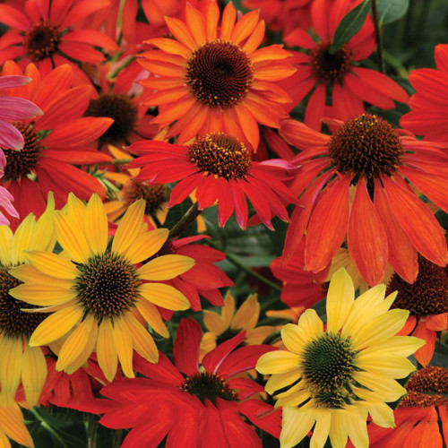 Hardy Perennial Echinacea 'Cheyenne Spirit Mixed' Coneflower Seeds, Professional Pack, 50 Seeds / Pack, Cut Flowers #NF815