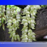 Limited Mucuna 100% True White Colors Florida Velvet Bean Vine Garden Flower Seeds, Professional Pack, 5 Seeds / Pack