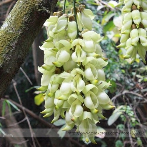 Limited Mucuna 100% True White Colors Florida Velvet Bean Vine Garden Flower Seeds, Professional Pack, 5 Seeds / Pack