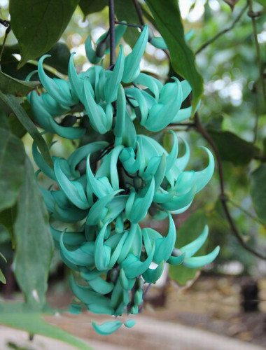 BELLFARM Heirloom Jade Vine 'Strongylodon Macrobotrys' Flower Seeds, Professional Pack, 5 Seeds / Pack, Blue Fragrant Perennial