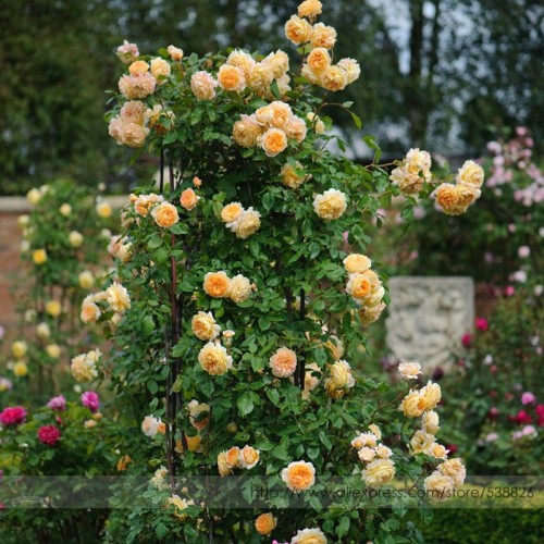 Rare ' Crown Princess Margareta' Orange Climbing Rose Shrub Seeds, Professional Pack, 50 Seeds / Pack, Cupped Fragrant Flowers