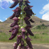 Rare Mucuna Pruriens Black Jade Vine Seeds, 5 seeds, professional pack, very beautiful woody climbing perennial flowers TS380T