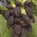 Rare Mucuna Pruriens Black Jade Vine Seeds, 5 seeds, professional pack, very beautiful woody climbing perennial flowers TS380T
