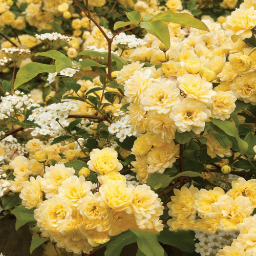 Heirloom 'Lady Banks' Yellow Climbing Rose Flower Seeds, Professional Pack, 50 Seeds / Pack, Old-fashioned Strong Fragrant NF856