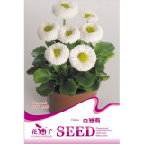 White Bellis Perennis Daisy Flower Seeds