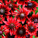 Cherry Dark Red Black Eyed Coneflowers Echinacea Seeds