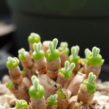 Green Dicrocaulon Ramulosum Green Succulent Plant Seeds for Your Garden