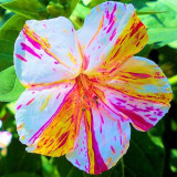 Heirloom Marvel of Peru Flower Seeds, Professional Pack, 20 Seeds / Pack, Unique Four O'Clock Flowers Color Striped Flowers