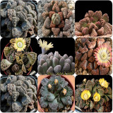 Titanopsis Mixed Succulents Seeds