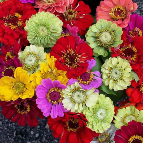 Mixed Colorful Zinna Elegans California Giant Flowers, 50 Seeds, Heat Tolerant Flower USA Drought