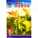 BELLFARM Day Lily Flower Vegetables Seeds, 20 seeds, Original pack, tasty edible Chinese vegetables
