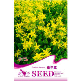 Rare Aizoon Stonecrop Sedum Seeds, Original Pack, 50 Seeds / Pack, Succulents Plant