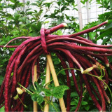 Heirloom Red Long Cowpea Vegetable Hybrid Seeds, Original Pack, 15 Seeds / Pack, Non-gmo Edible Fresh Vegetables