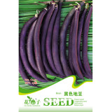 Heirloom Dark Bush Bean 'Royal Burgundy' Phaseolus vulgaris 15 Seeds Original Pack