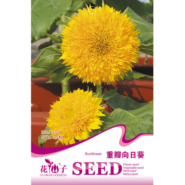 Golden Yellow Sunflowers Brushy Muiti-headed Annual Flower Seeds, 20 seeds, long blooms ornamental cut landscape flowers