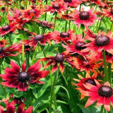 Cherry Dark Red Black Eyed Coneflowers Echinacea Seeds