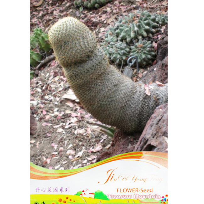 Sexy Cactus Seeds Indoor Outdoor Planting available
