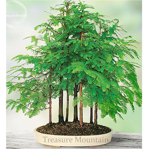 'Grove' Dawn Redwood Bonsai Tree F1 Seeds, Professional Pack, 50 Seeds / Pack, Home Desk DIY Plant  Light Green Leaves