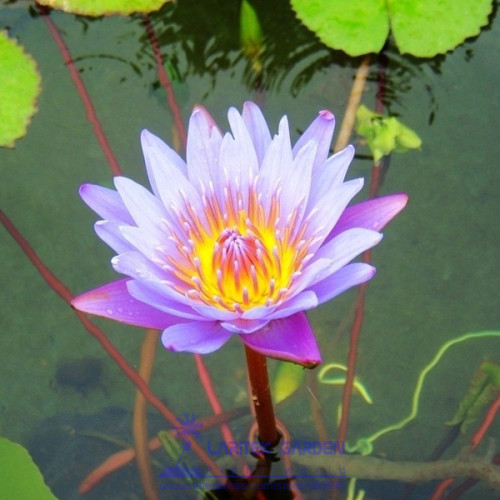 1 Professional Pack, 1 seeds / pack, Blue Lotus Flowers Nymphaea Caerulea Asian Water Lily Pad Flower Pond Seeds #A00147