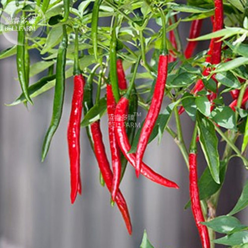 BELLFARM Chilli Green Red Cayenne Long Slim Vegetables Seeds, 1000 seeds, professional pack, organic high yield peppers