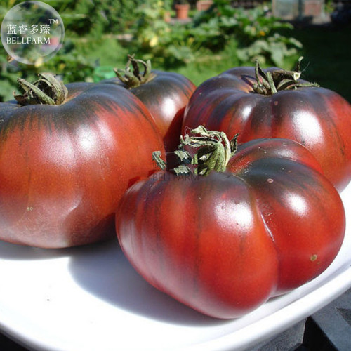 BELLFARM Heirloom Giant Black Krim Tomato Hybrid F2 Vegetables, 100 seeds, super sweet fruits E3835