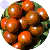 BELLFARM Trailing Tumbling Tomato Seeds, 100 Seeds, Brown Color with Green Stripe Organic Middle-sized Tomato E4170