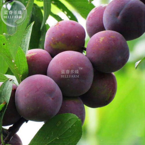 BELLFARM Purplish Red Round Plum Bonsai Fruits Plants, 10pcs 'seeds' sweet prune big great for home garden