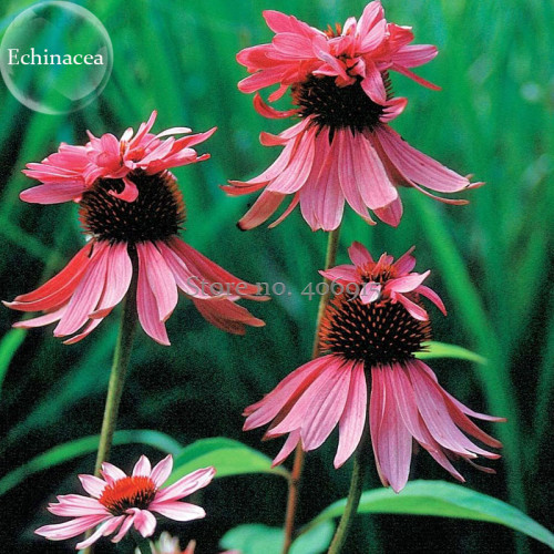 Rare 'Princess Crown' Red Pink Echinacea Coneflowers Perennial Plants, 100 Seeds, cold-resistant high germination E3717