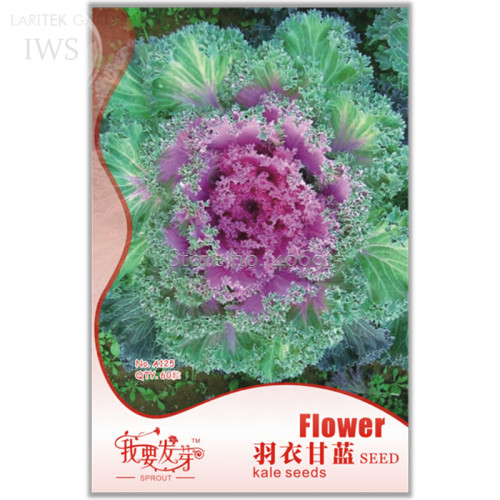 Flower Seeds Garden Ornamental Plants Brassica Oleracea Seeds, Original Pack ,60 Seeds, cold-resistant  IWSA125