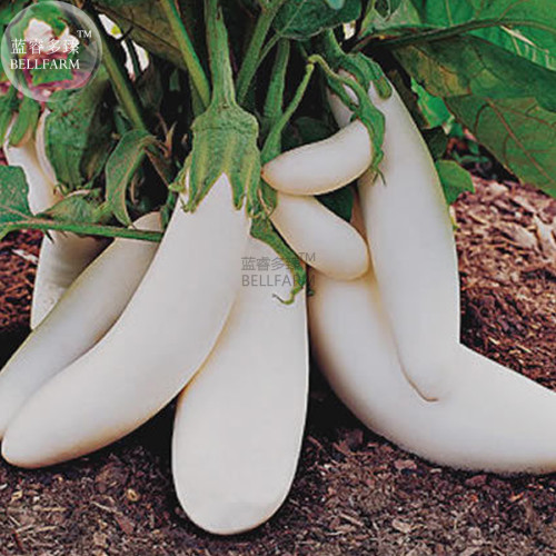 BELLFARM Eggplant Snowy Vegetable Seeds, 100 seeds, professional pack, a smooth flavour home garden plants