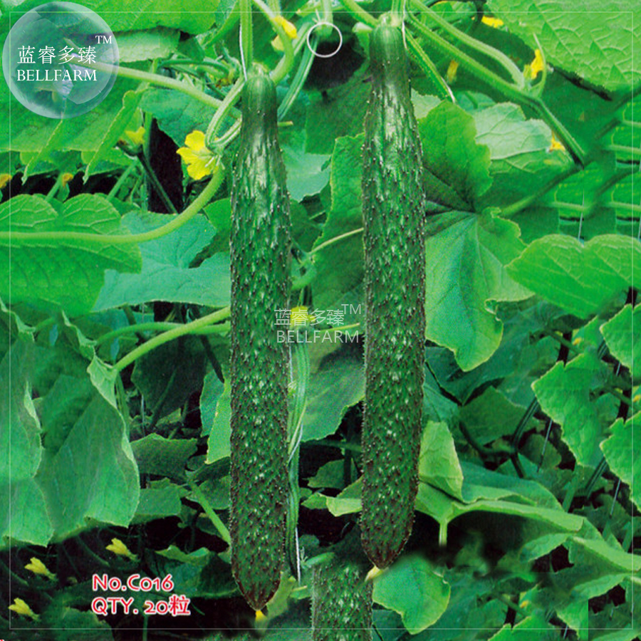 BELLFARM Cucumber Dark Green Crisp Barbed Vegetable Seeds, 20 seeds, origin...