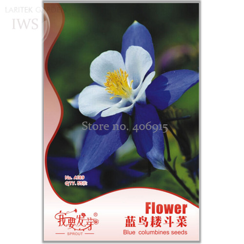Blue Columbines Aquilegia Seeds Balcony Bonsai Plant Flowers Seeds, Original Pack, 55 seeds, hardy beautiful flower IWSA189