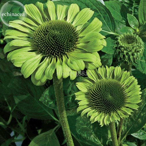 'Green Jewel' Echinacea Coneflower, 100 Seeds, 2-layer of green outer petals a cluster of green center petals TS264T