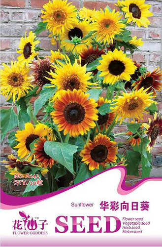 1 Original Pack, 15 Seeds / Pack, Many Headed Sunflower for Bonsai Seeds #A142