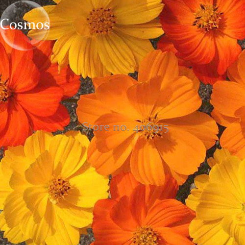 Cosmos sulphureus Bright Lights Mix Cosmos, 50 seeds, annual wildflower E3914