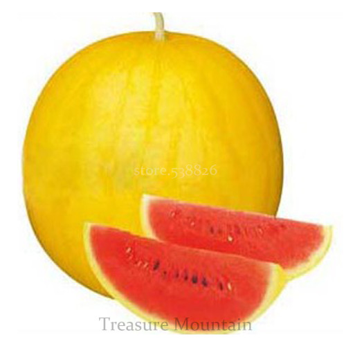 Chinese Gift Watermelon Hybrid Yellow Peel Red Watermelon Seeds, 10 Seeds, Simple pack, 12% Sugar Contained TS196T