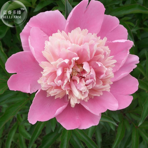 BELLFARM Peony Light Pink Petals Crested Flower Seeds, 5 seeds, professional pack, 3-layer outer petals crested centre